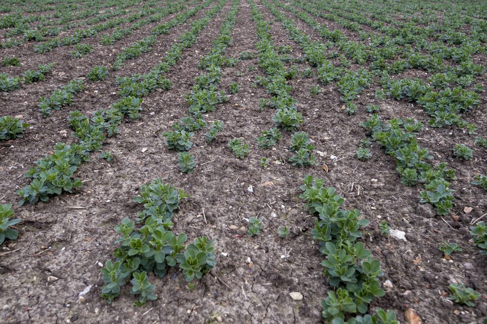 Broad beans in field