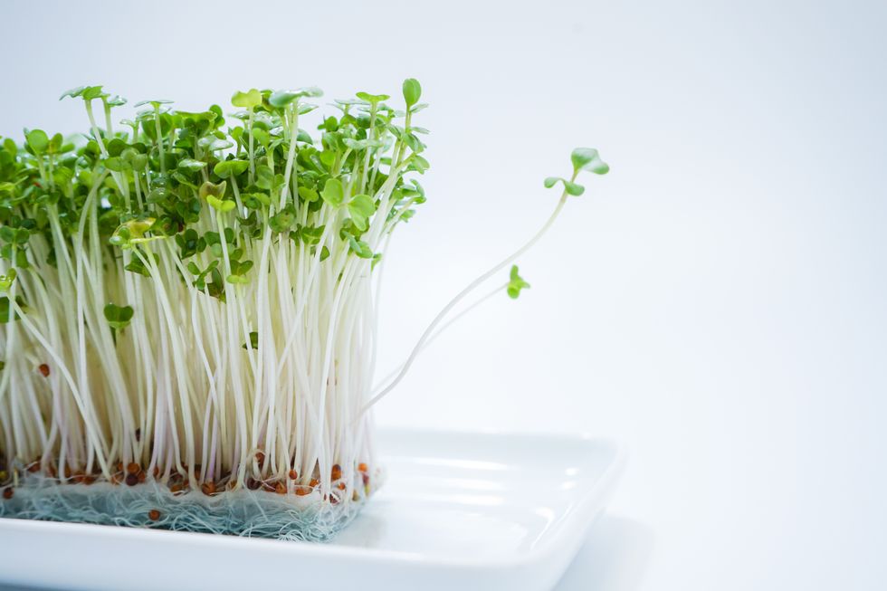 Broccoli sprouts