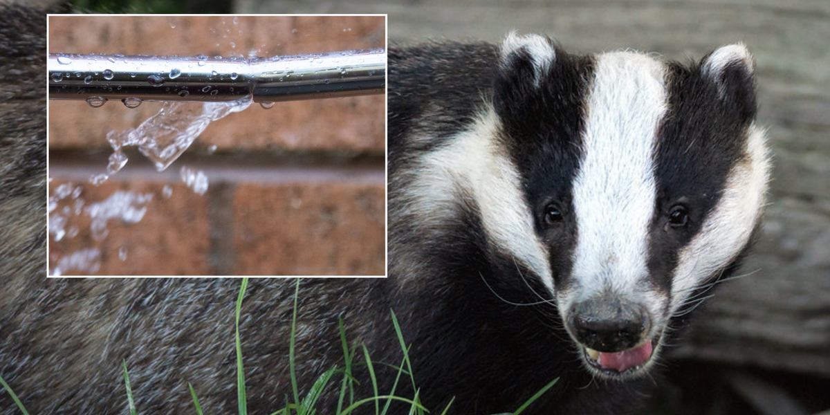 NextImg:Gang of badgers terrorise local village as they cause mayhem by gnawing through water pipes and break into homes