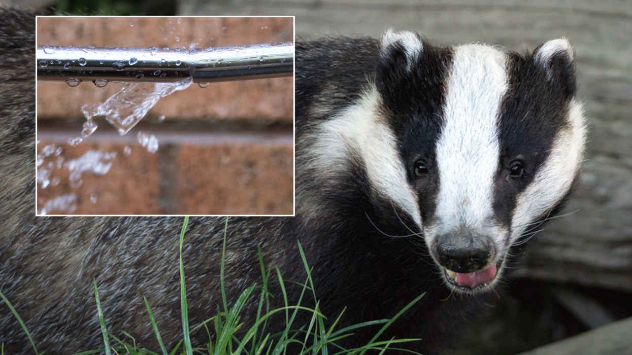 Broken water pipe/Badger