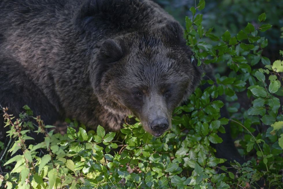 Brown bear