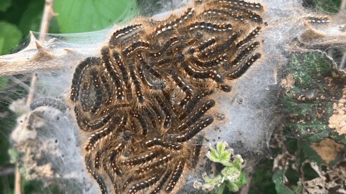 Brown-tail moth