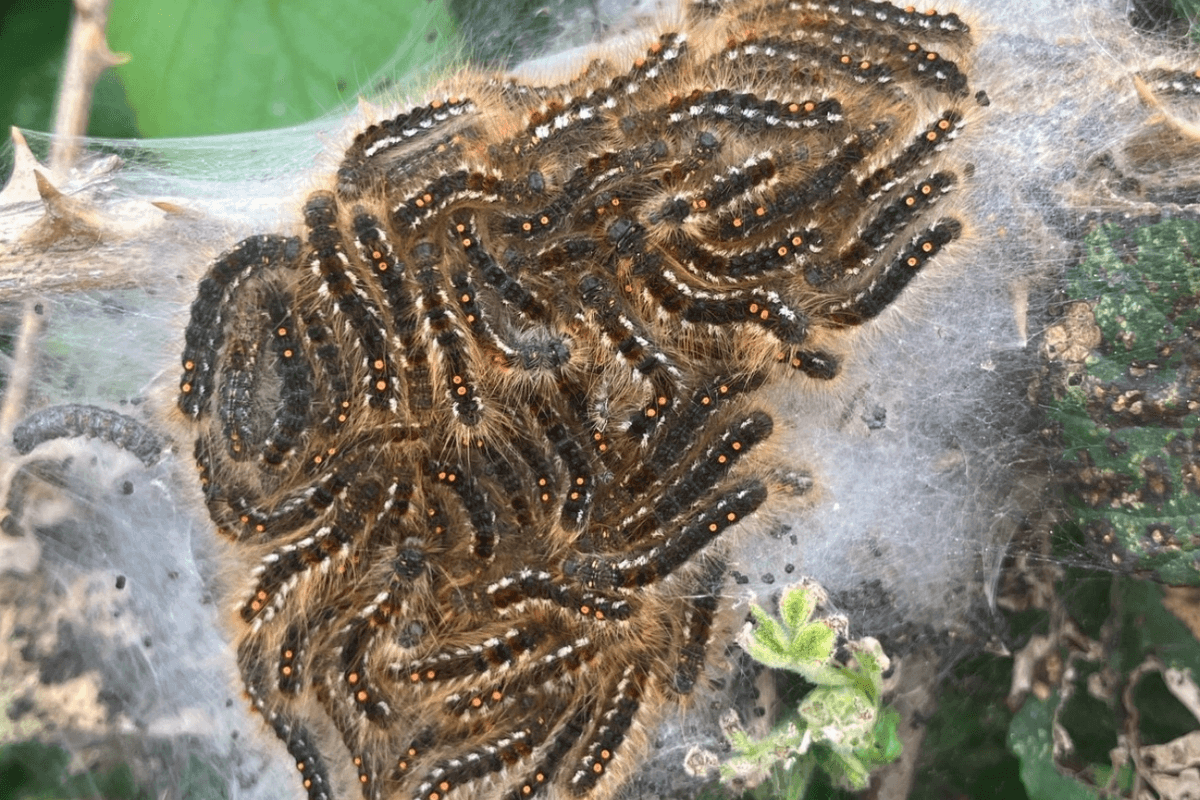 Brown-tail moth