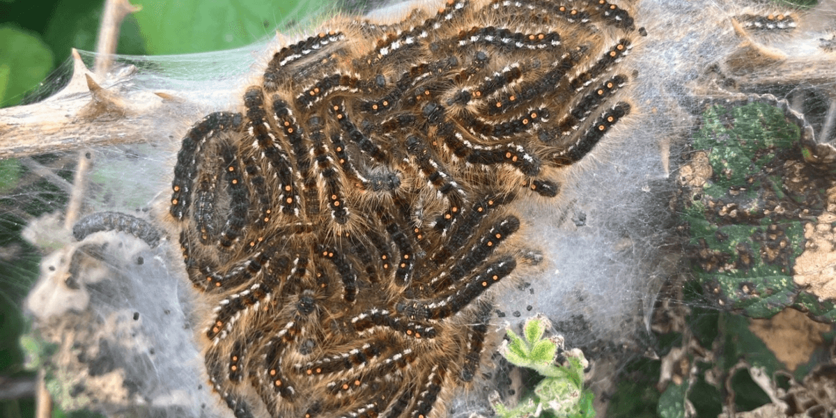 Council issues health warning as coastal hedgerows overrun with potentially fatal caterpillars Council issues health warning as coastal hedgerows overrun with potentially fatal caterpillars
