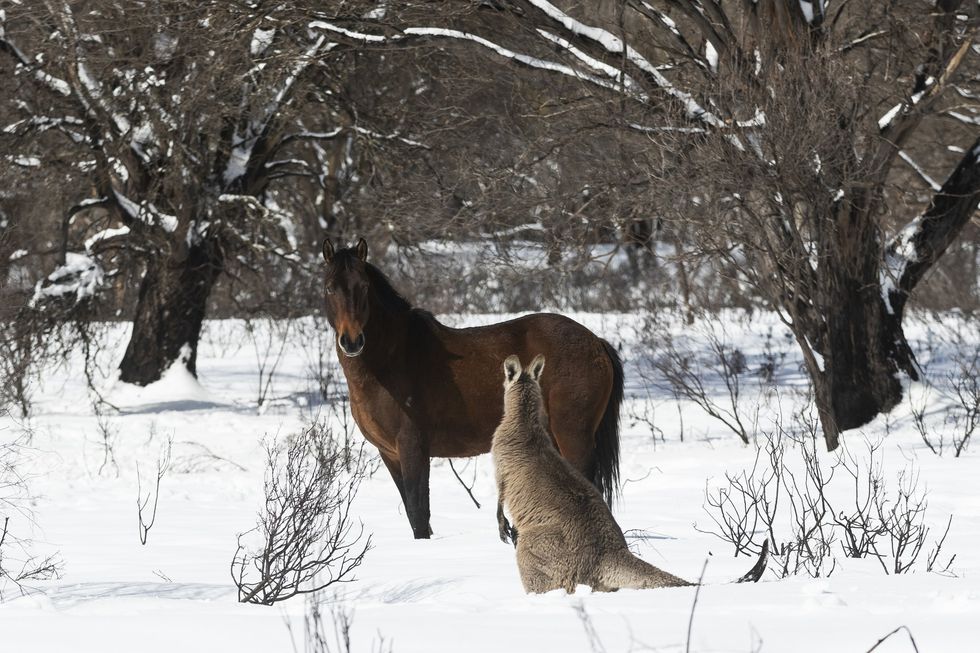 Brumby and a kangaroo