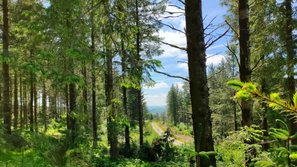 Bryn Arau Duon Forest