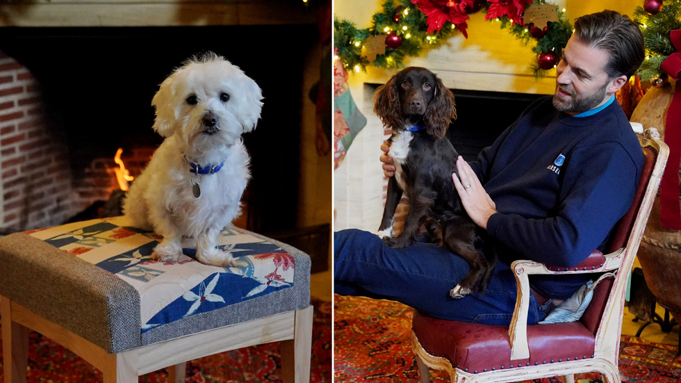 Buckingham Palace curtains