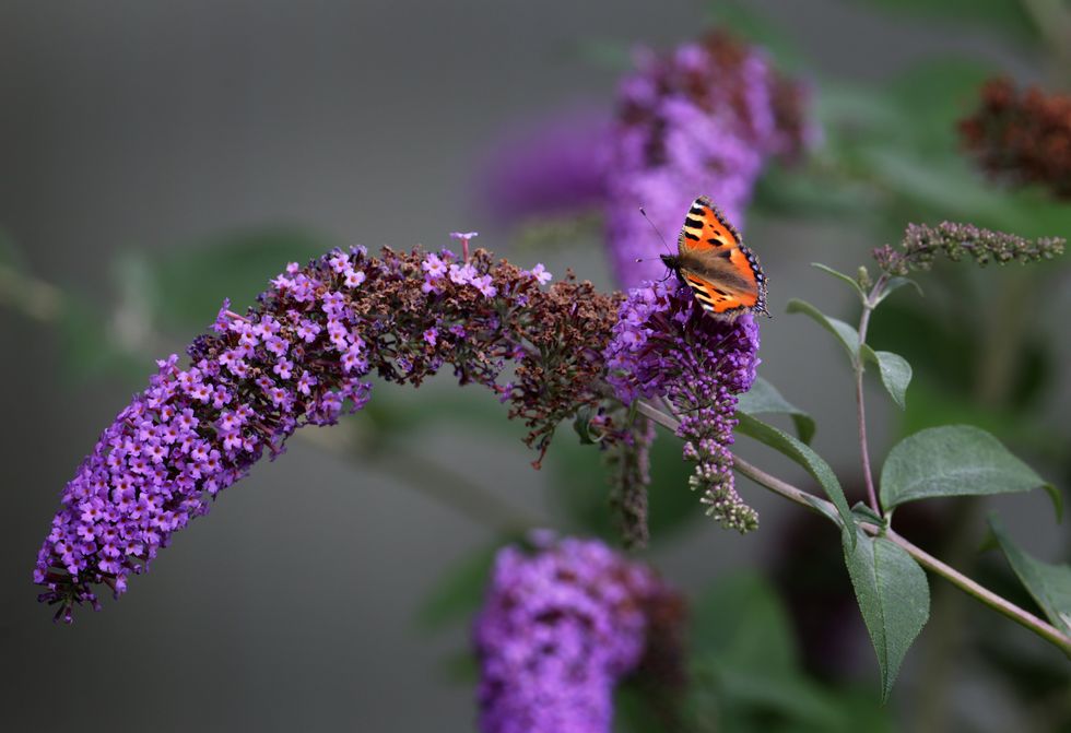 Buddleia bush