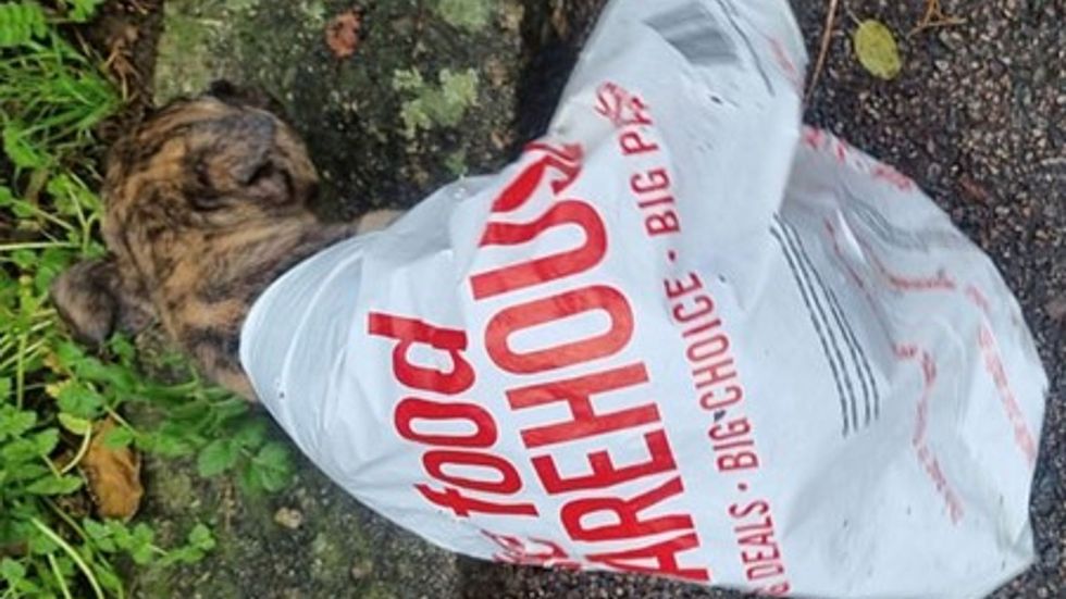 Buddy was found in a carrier bag