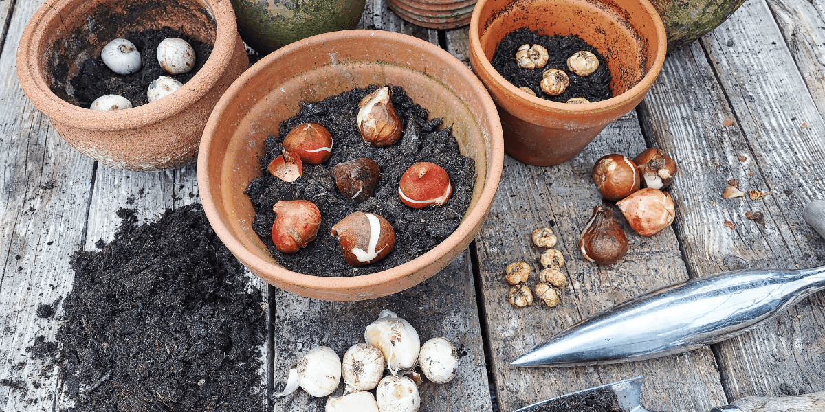 Gardening guru shares ideal window to plant spring bulbs for ‘healthy growth’ Gardening guru shares ideal window to plant spring bulbs for ‘healthy growth’