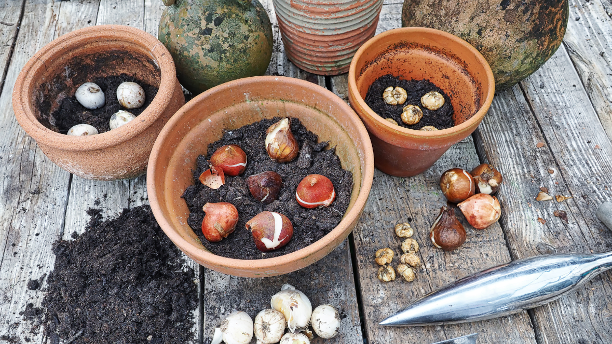 Bulbs evenly laid out on soil in terracotta pots