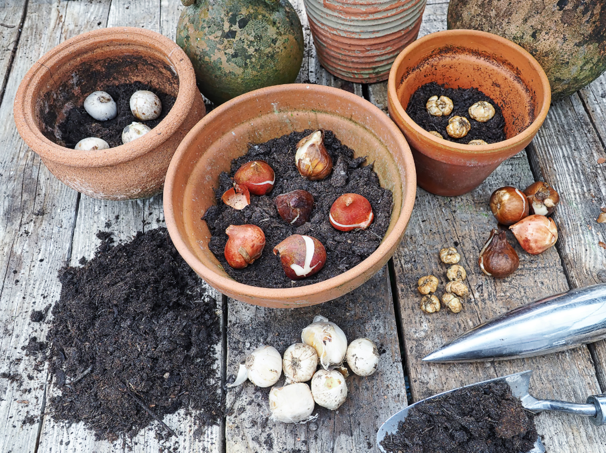 Bulbs evenly laid out on soil in terracotta pots