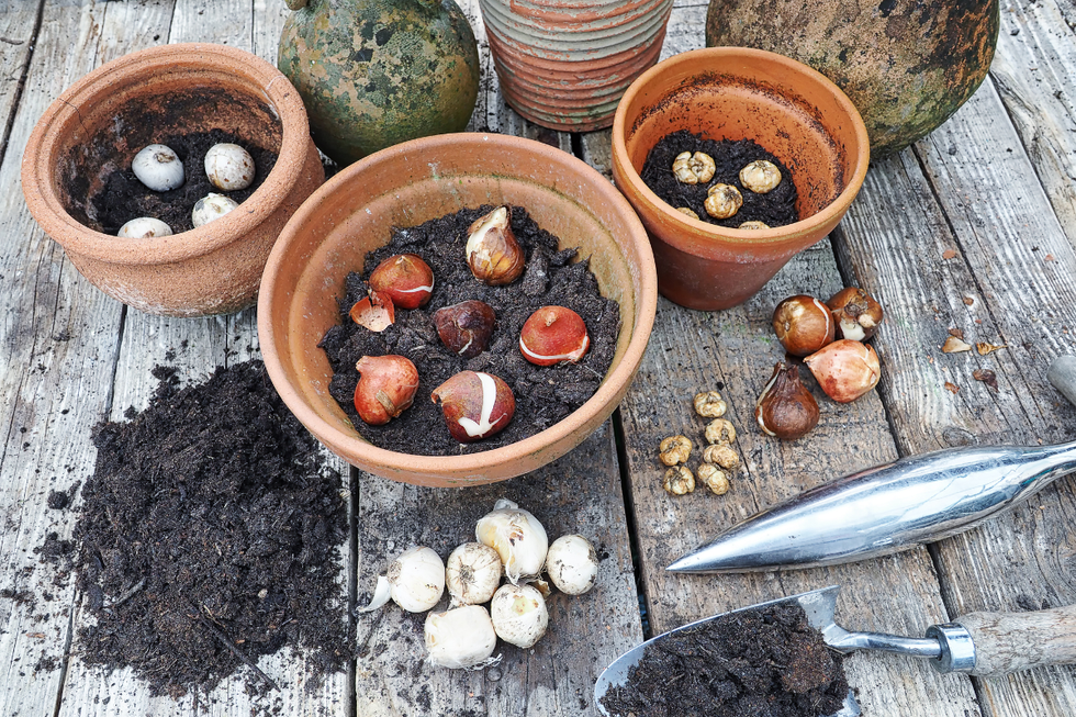 Bulbs evenly laid out on soil in terracotta pots