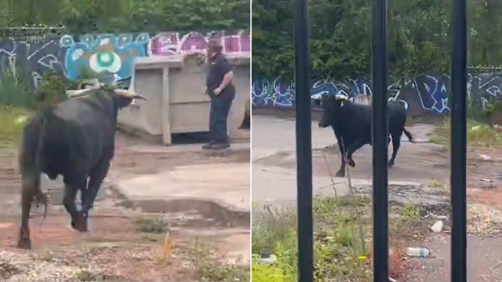 Bull in Birmingham