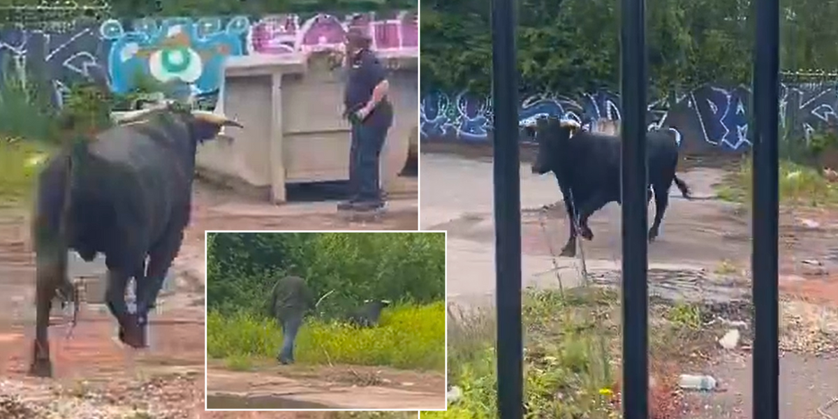 NextImg:Bull RAMPAGES through streets of Birmingham on Islam's 'Day of Sacrifice'