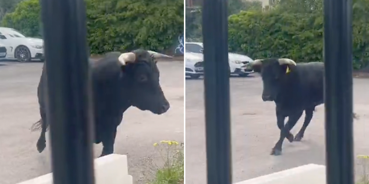 NextImg:Rampaging bull comes within METRES of GB News star as it wreaks havoc in Birmingham - WATCH