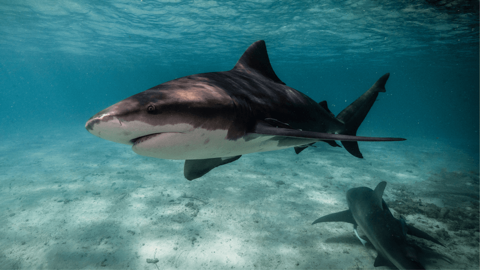 Bull shark gliding through shallow water