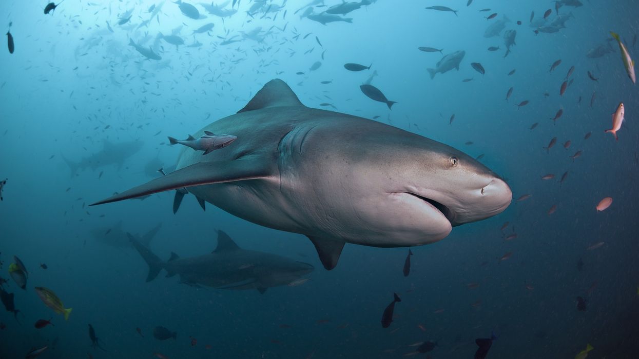 Bull shark