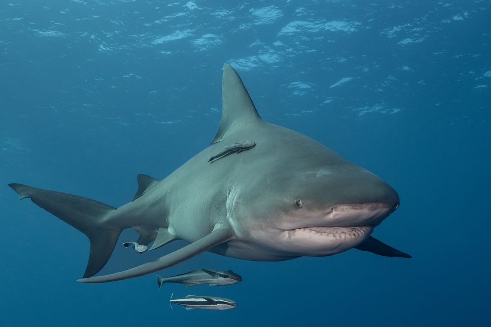Bull shark