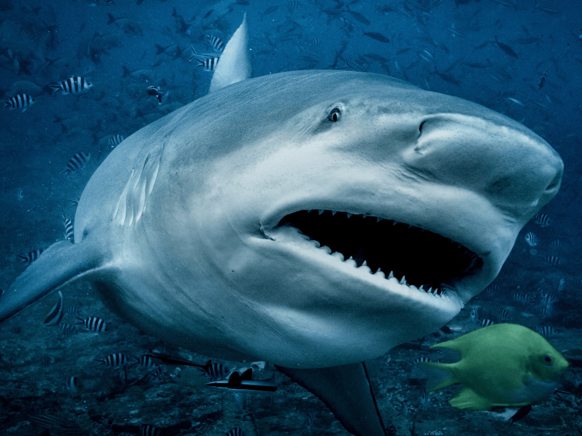Bull Shark
