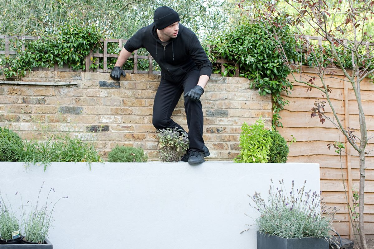Burglar climbing over garden wall