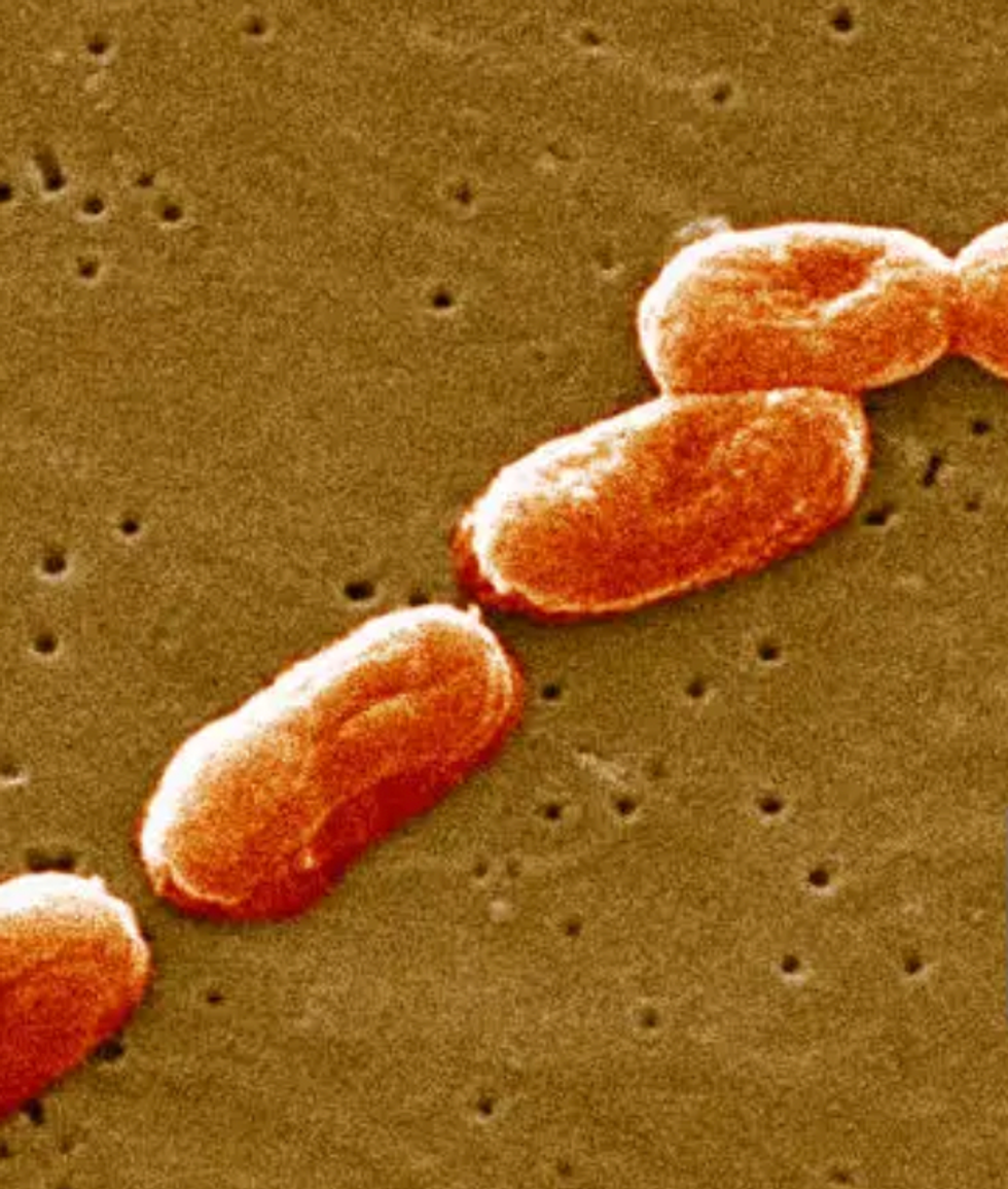 Burkholderia Cepacia