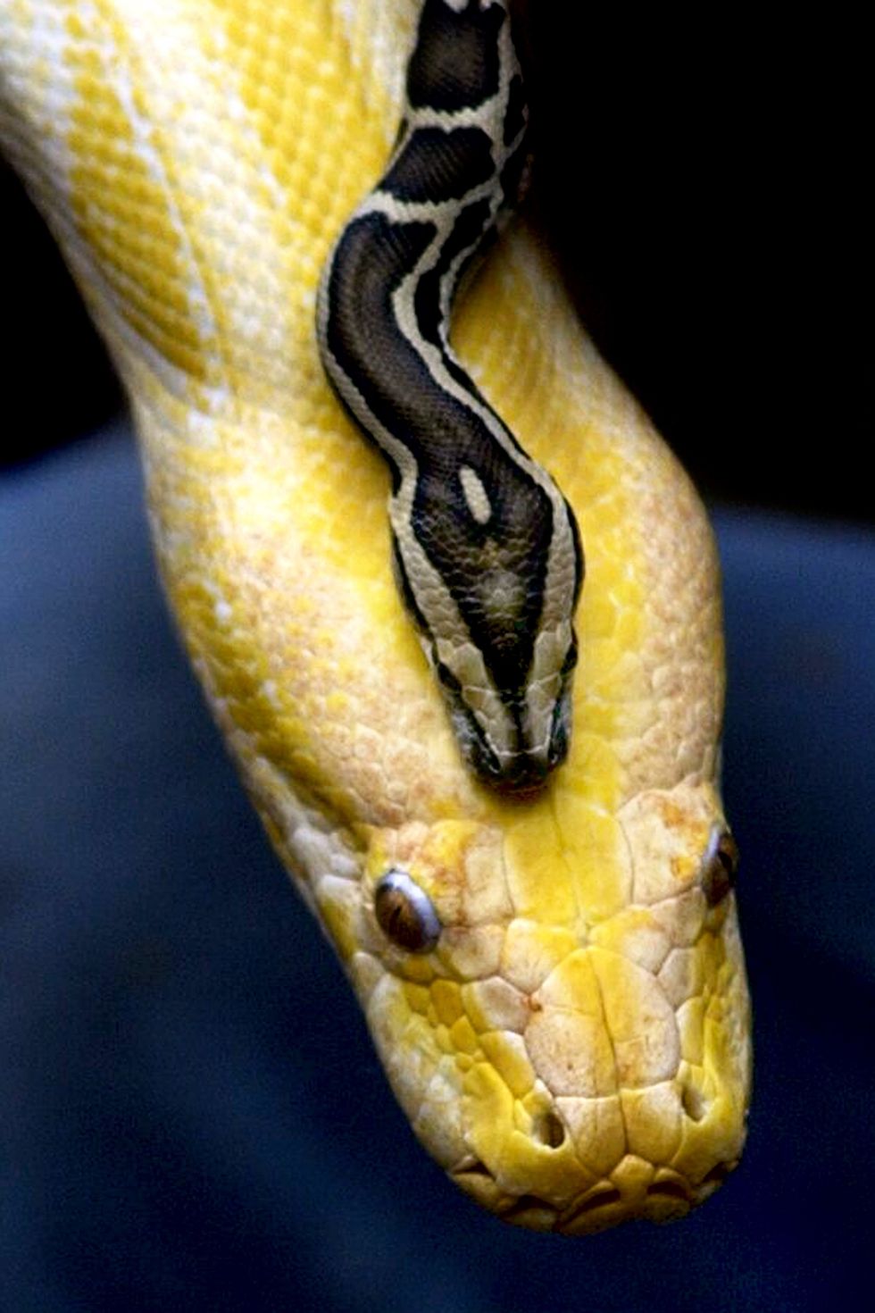 Burmese python