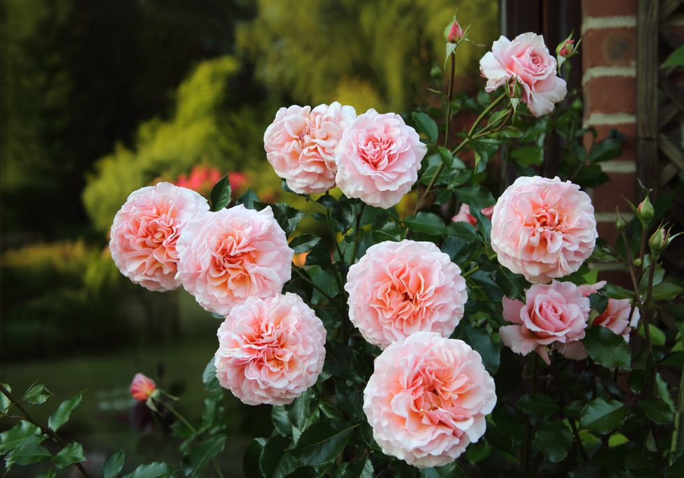 bush full of roses