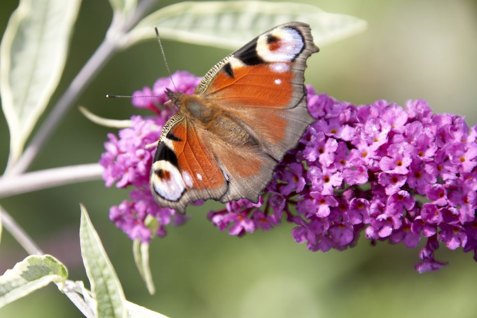 Butterfly on purple buddleia flower