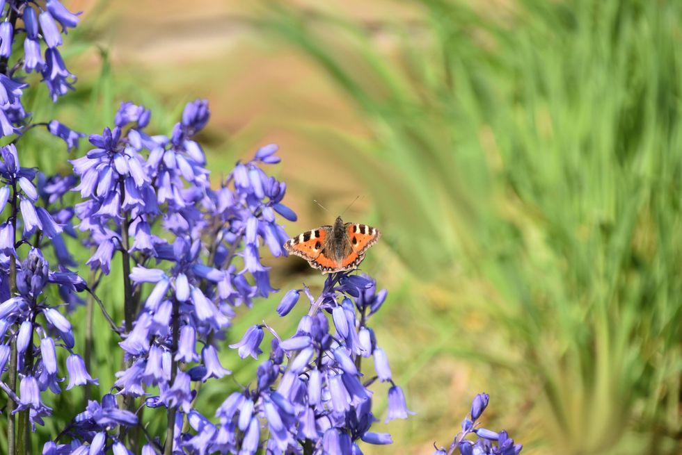 Butterfly sitting on bellflowers