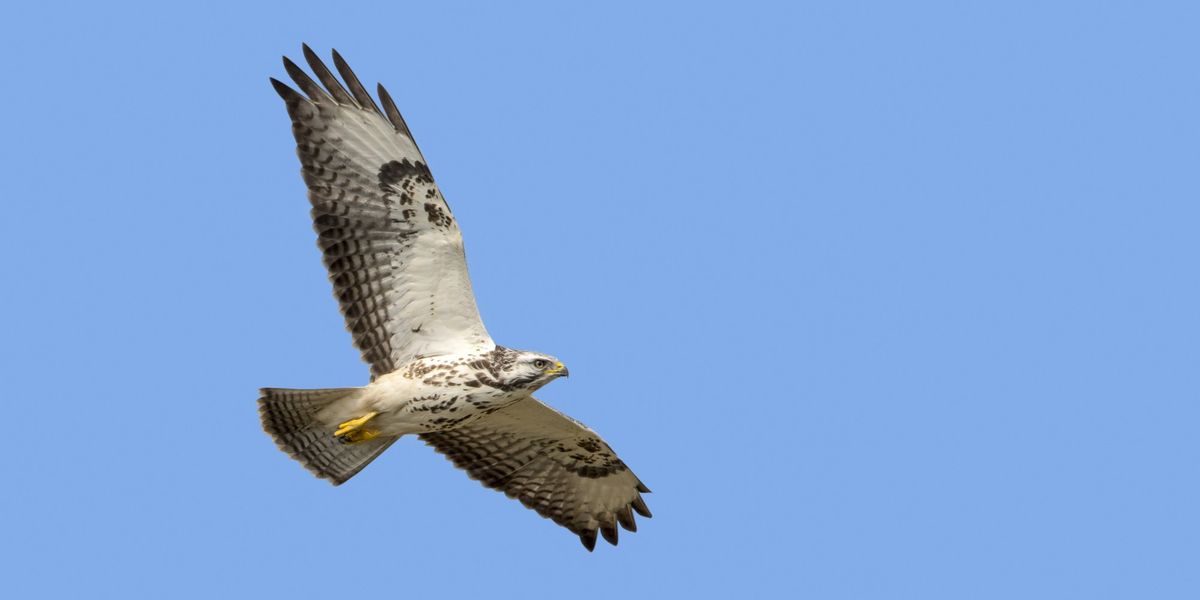 Chaos as bird of prey terrorises East Midlands village with ‘aggressive’ attacks on unsuspecting locals Chaos as bird of prey terrorises East Midlands village with ‘aggressive’ attacks on unsuspecting locals