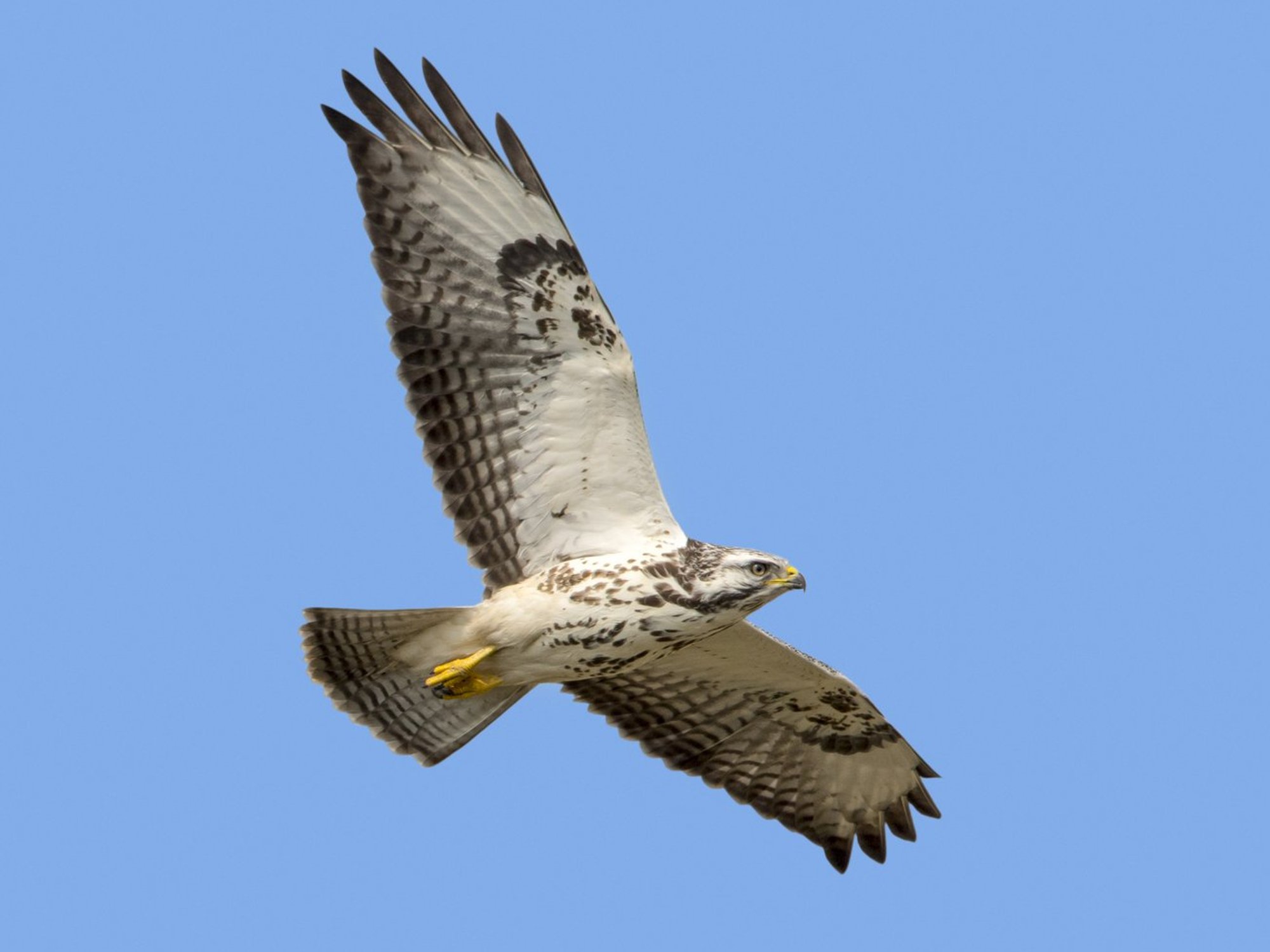 Buzzard