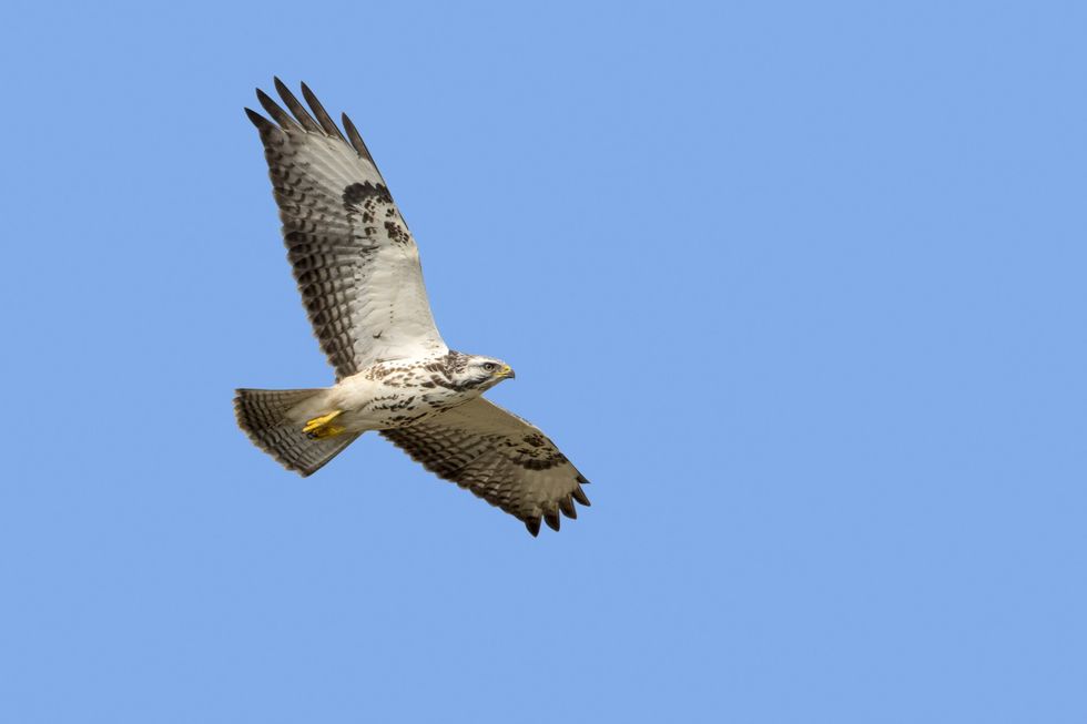 Buzzard