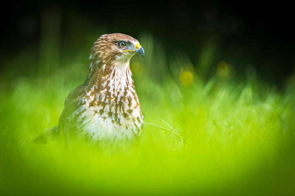 Buzzard
