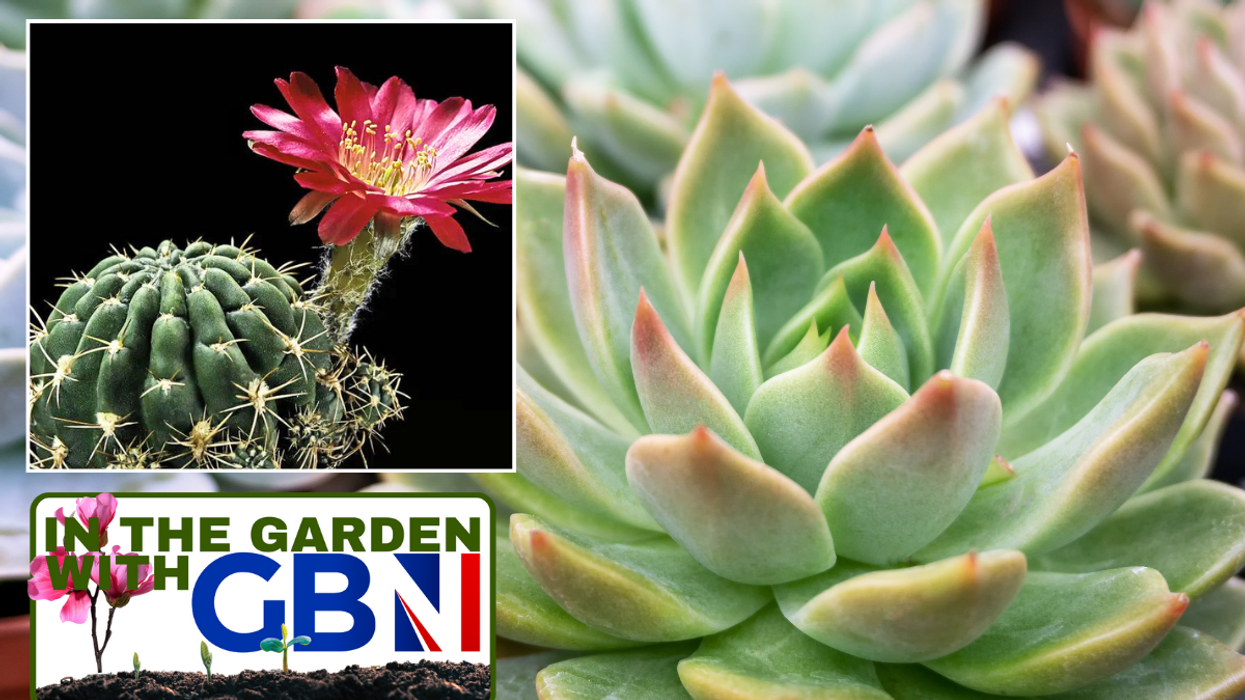 Cacti / succulents
