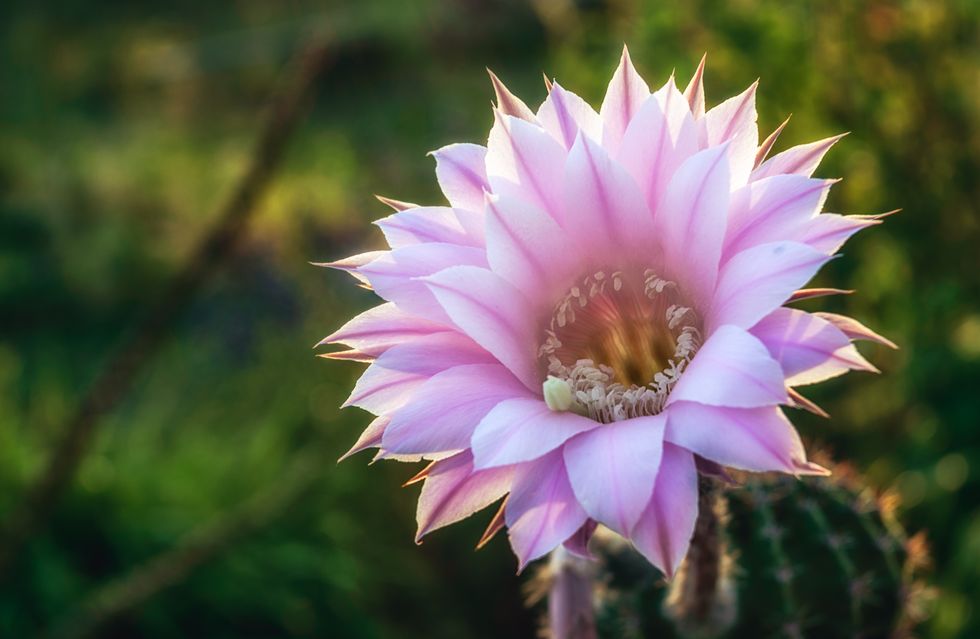 cactus flowering