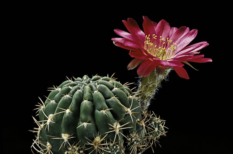 cactus succulent
