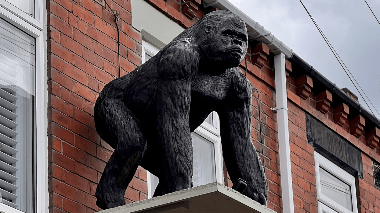 Caesar, gorilla statue mounted between two windows