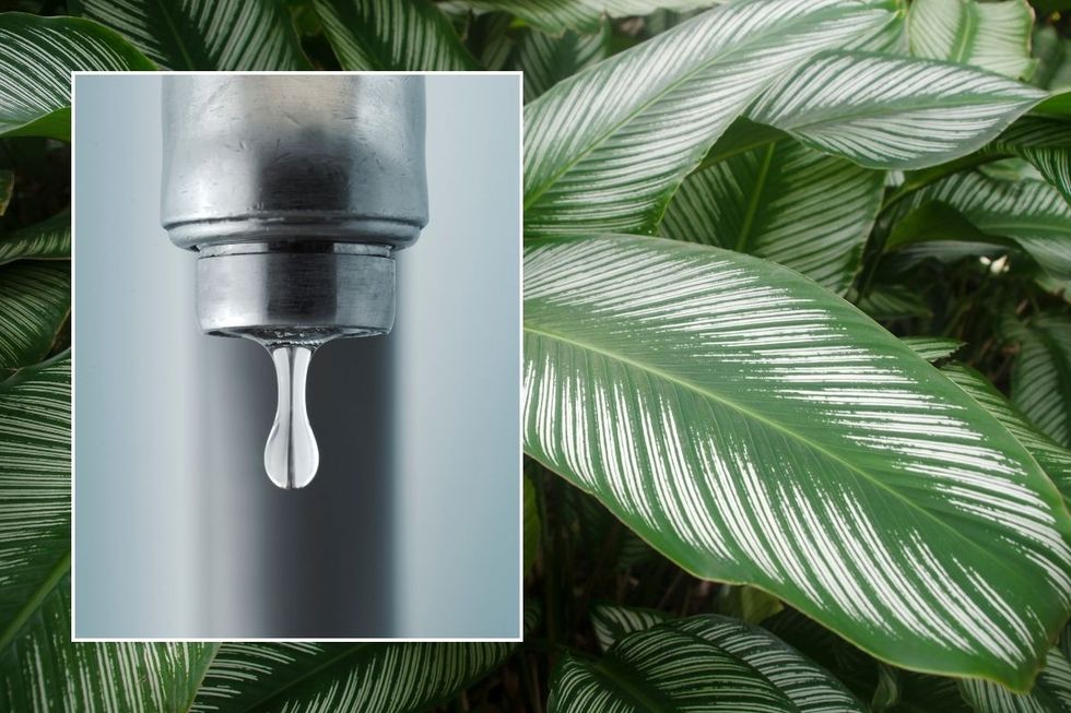 Calathea plant and tap water