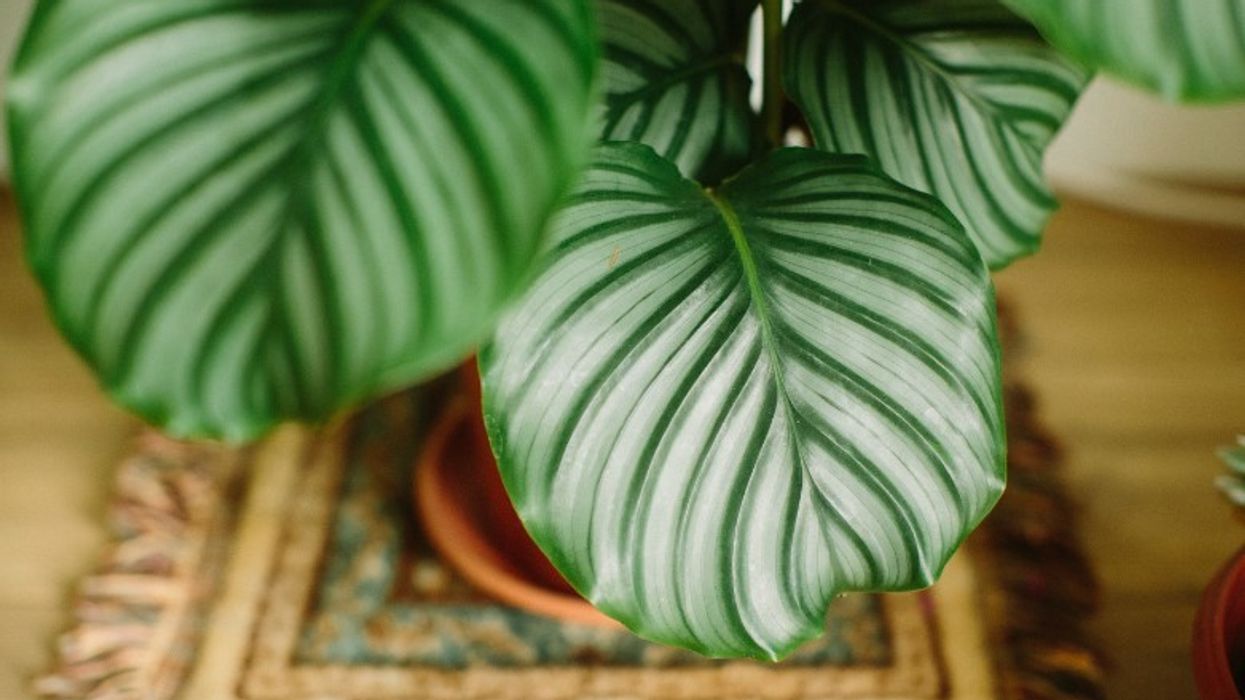 Calathea plant