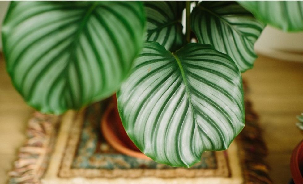 Calathea plant