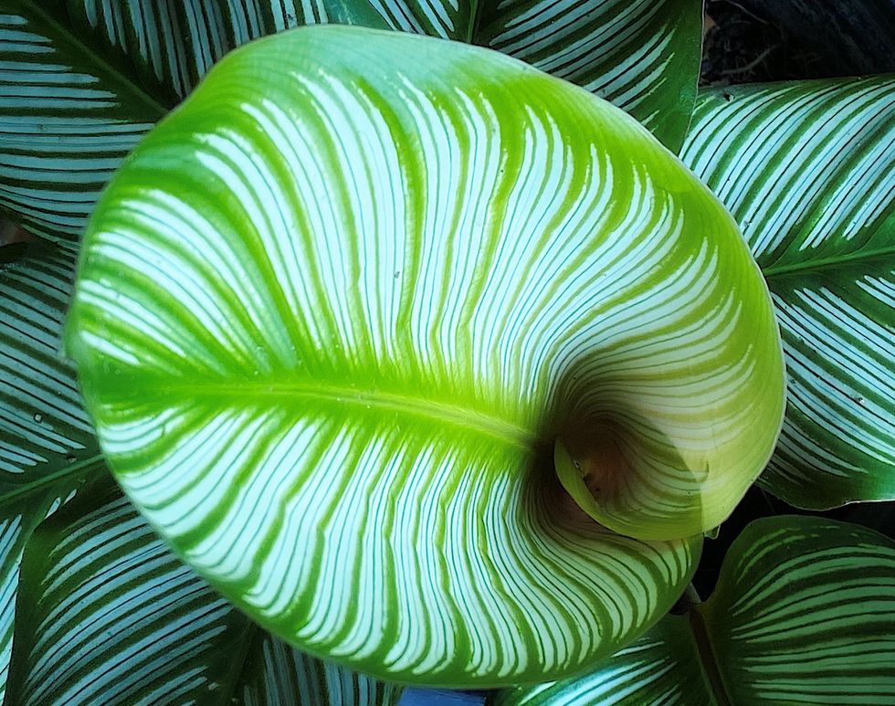Calathea