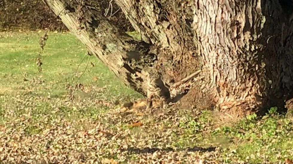 Calvin can be spotted sitting down to the side of the tree.