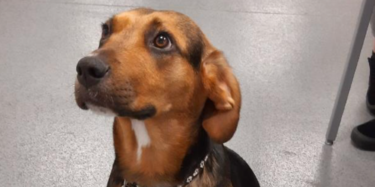 NextImg:Doggy drug smuggler rescued after being an 'unwitting accomplice' in £800,000 operation