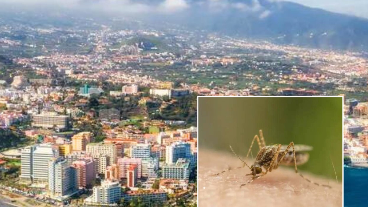 Canary Islands / mosquitos