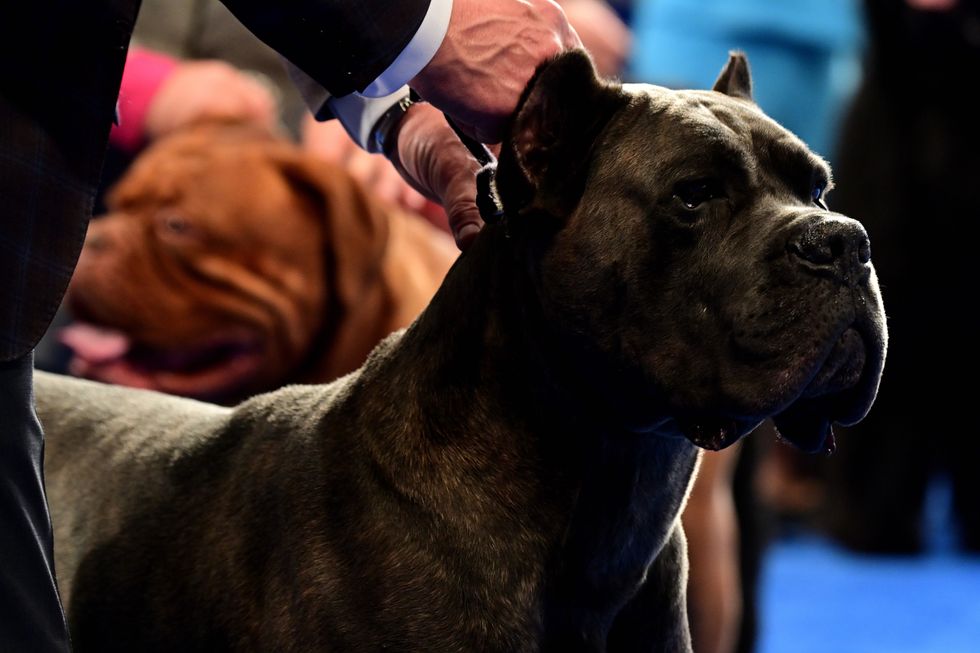 Cane corso
