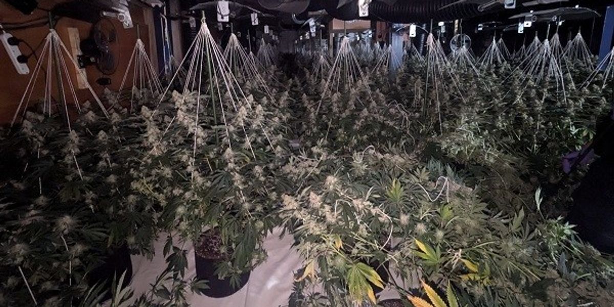 NextImg:Police bust one of the 'biggest ever' cannabis farms seizing up to £1.6m in plants