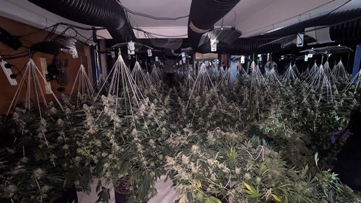 Cannabis farm Redcar