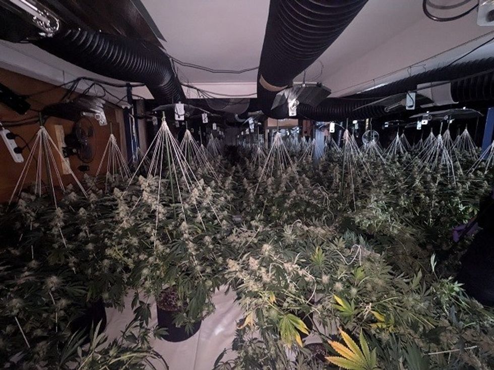 Cannabis farm Redcar