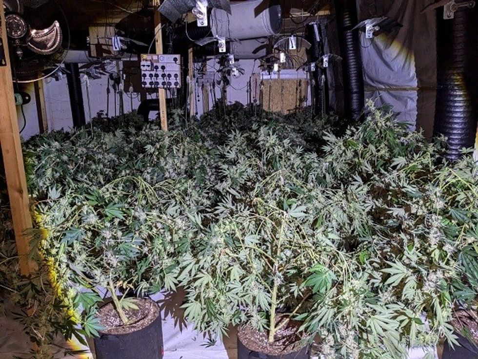 Cannabis farm Redcar